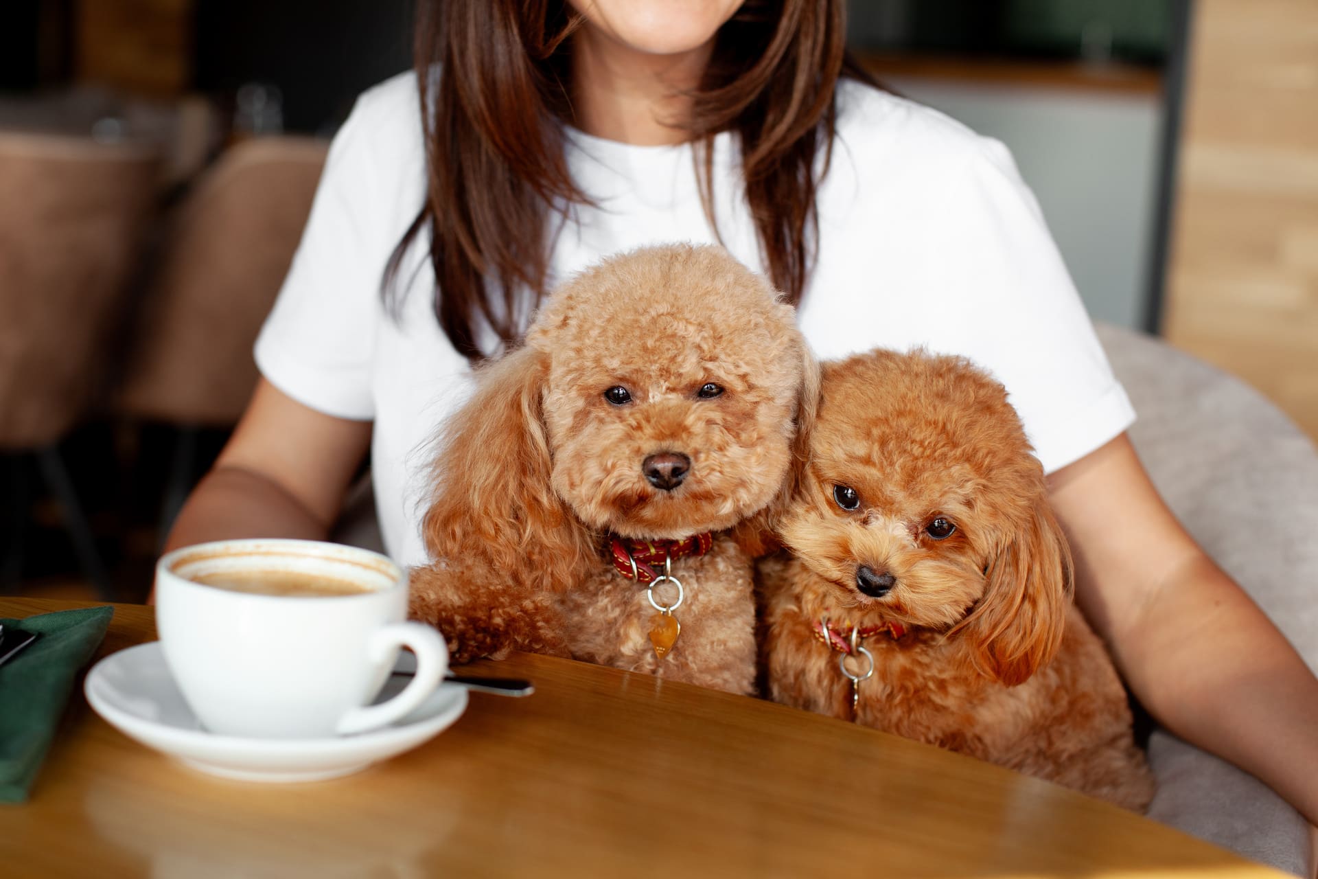 愛犬との食事体験を大切にする洋食デリの魅力をご紹介いたします